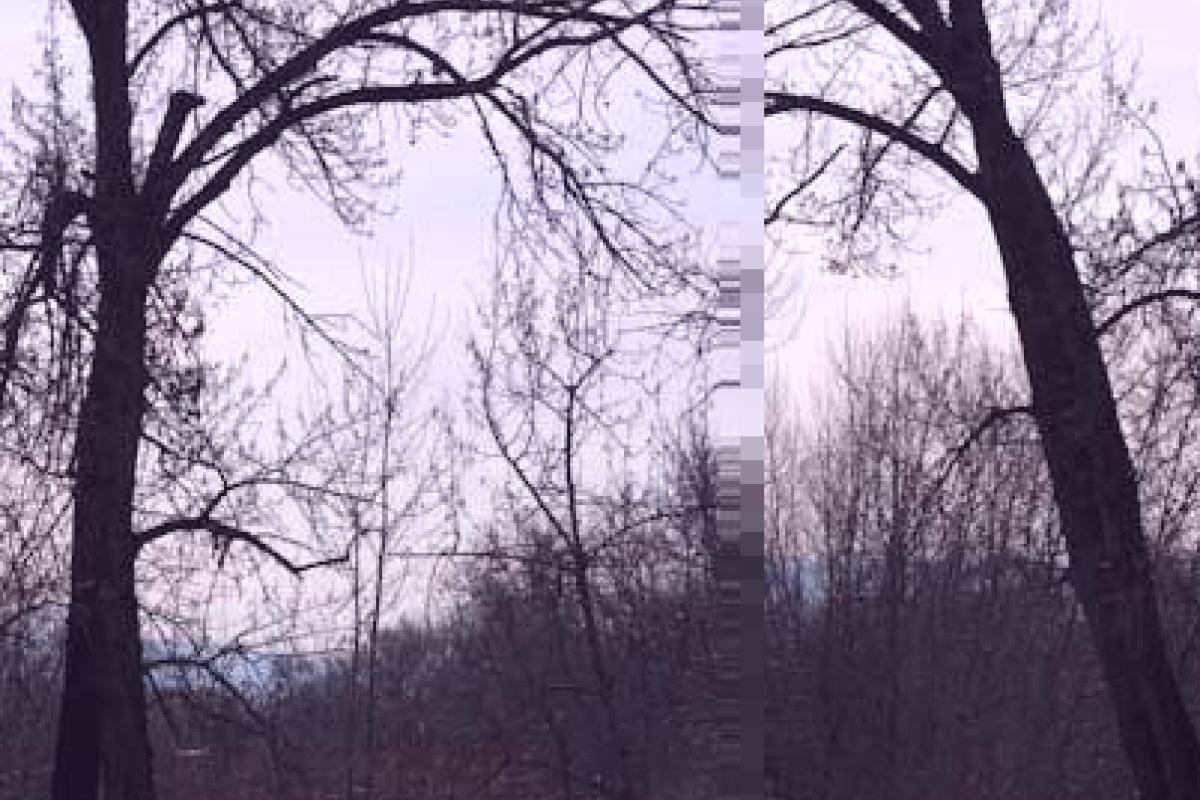 Mirror Twin Trees